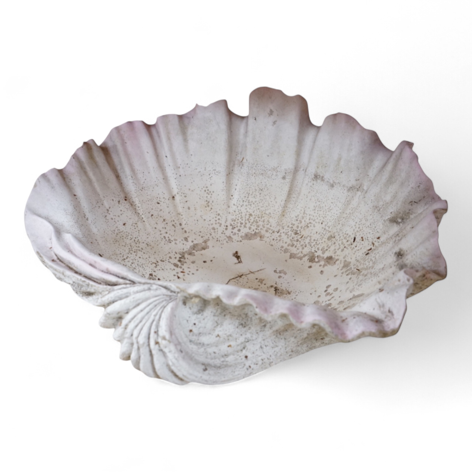 A window display faux giant clam shell, 53cm wide x 28cm high